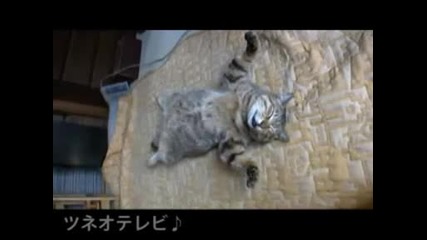 Котка Спи По Гръб
