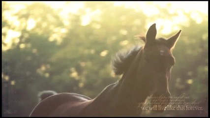 Любовта между конете и хората