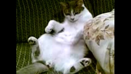 Котешки Живот :d