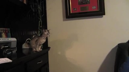 Котка се спъва