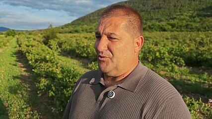 Розоберът в Казанлъшко започва трудно заради измръзвания и ниски изкупни цени