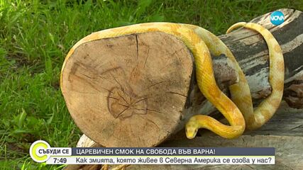 Необичайно за България: Царевичен смок се появи в центъра на Варна