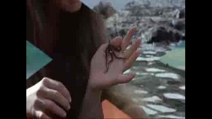 The Blue Lagoon