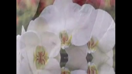 Chris de Burgh - The Words I Love You