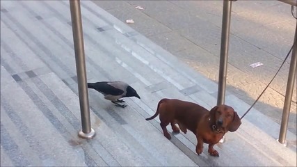 Врана атакува куче