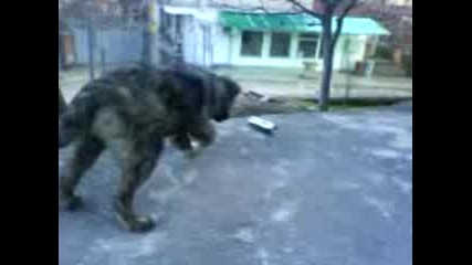 Рая - Българско ов4арско куче