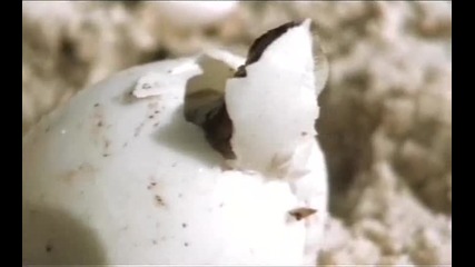 Discovery Channel Крокодили убийци бг аудио част 1/6 High Quality