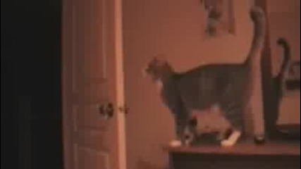 cat fail