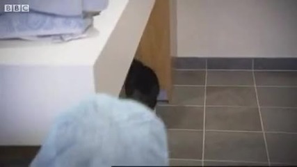 vet gives cat new prosthetic feet