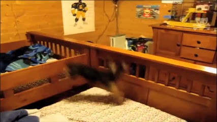 Малко куче скача на легло! ~