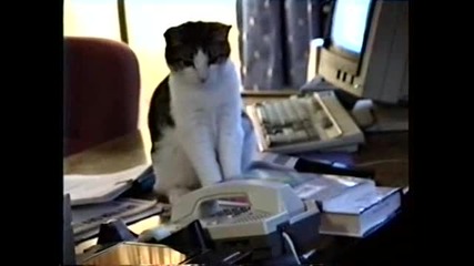 Котка секретарка в офис отговаря на телефонно обаждане