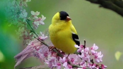 Птиците и Пролетта