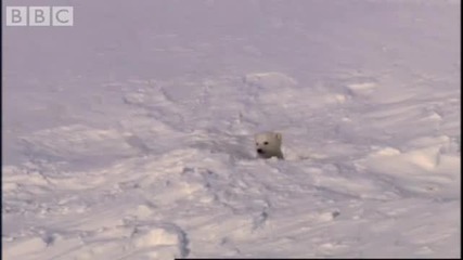 Да живееш с полярните мечки в Арктика ..