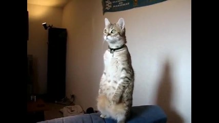 Какво ли гледа това коте?