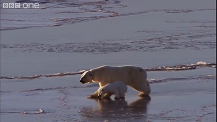 Hd Ice Skating Polar Bears - Natures Great Events The Great Melt - Bbc One 