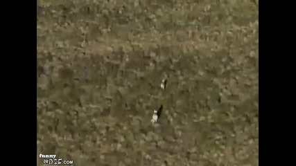 Шибаната земя през погледа на животните ! ;dd