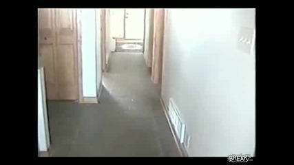 козле за домашен любимец 