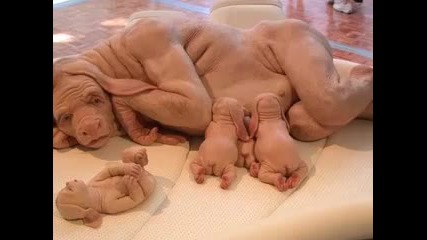 Freaky Deformed Animal Human 