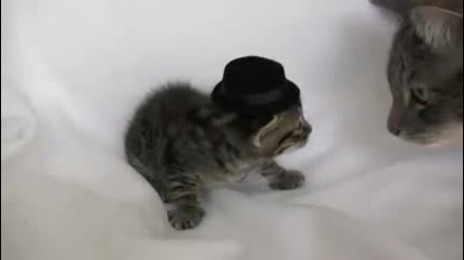 Гледайте и после помислете дали ще слагате шапки на котетата си !!!