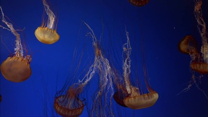 The Living Sea High Definition