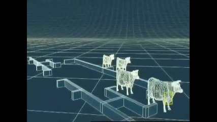 National Geographic - Meet the Super Cow