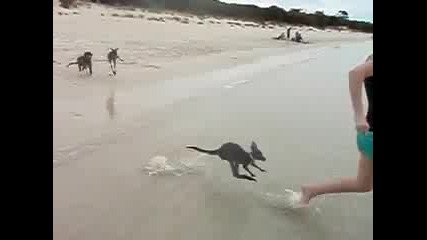 Baby Kangaroo swimming at the Beach 