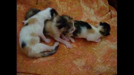 my cats