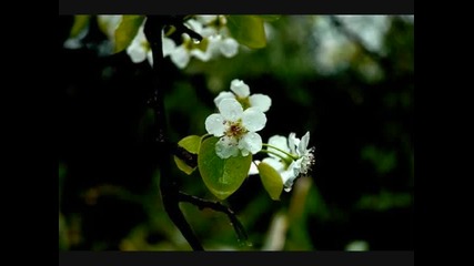 Toto - You are the Flower 