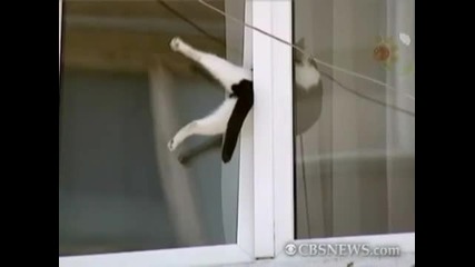 Котка Заседна В Прозорец Смях 