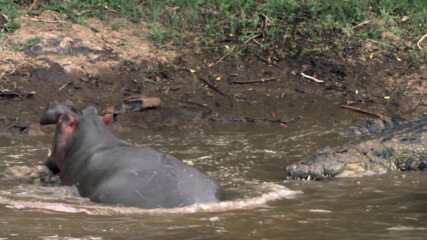 Хипопотам срещу крокодил | Croctober | NG WILD