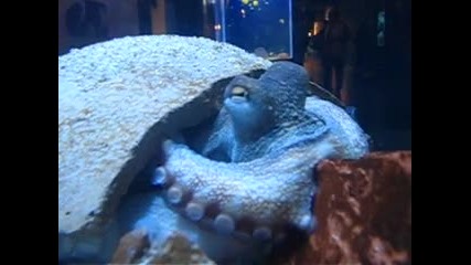 Аквариума Тюркуазу - 13