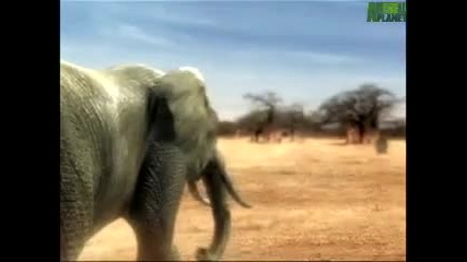 Animal Face - битка между слон и носорог 
