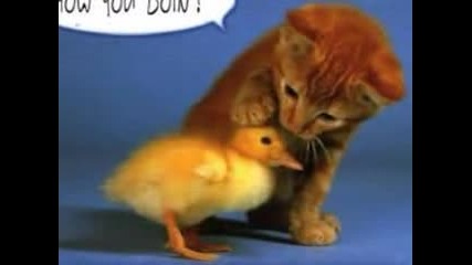 Funny Animals Clip
