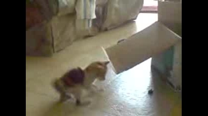 kitteh playing