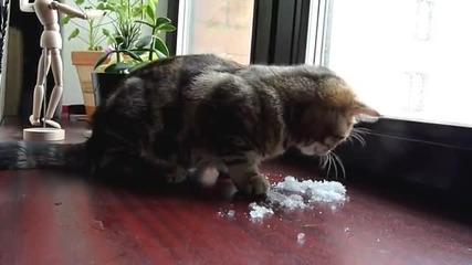 Коте обича да похапва снежец!