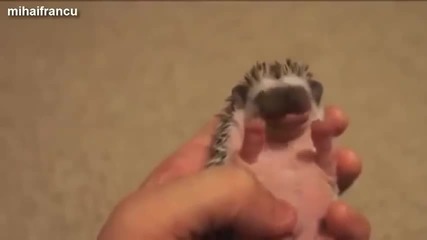 Cute And Funny Hedgehog Videos Compilation 2014