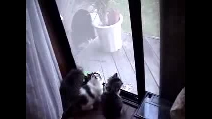 Сладки, Малки Котенца