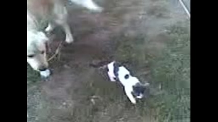 Cat and Dog _worst enemies_ Котка и куче _най-големите врагове_
