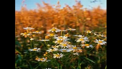 Frederik Chopin - Richard Clayderman: Piano