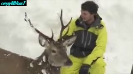 Спасяване на елен заклещен в снега.