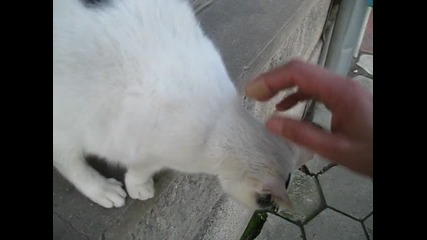 ~kitty~