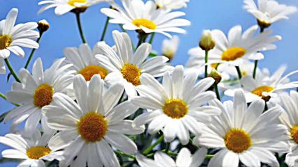 Beautiful daisies with sunny smiles Красиви маргаритки със слънчеви усмивки