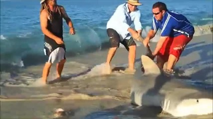 Хора спасяват 400кг Тигрова акула