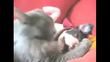 Cat and Puppy so in love
