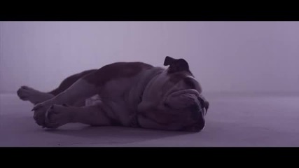 Donots - Wake The Dogs