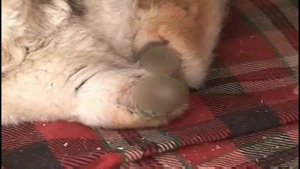 Безнаказана Жестокост - Мъж одряза лапите на малко кученце 