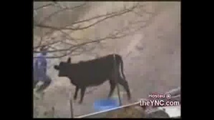 Recopilacion Graciosa Funny Compilation