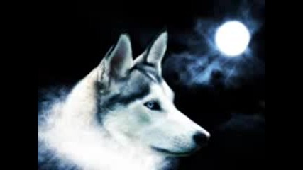 Carpathian Forest - Cold Murderous Music
