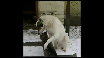 Мила дружба между котка и куче