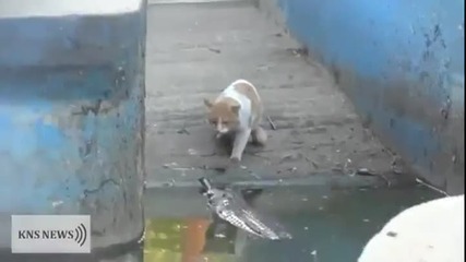 Смело коте срещу гавиал!